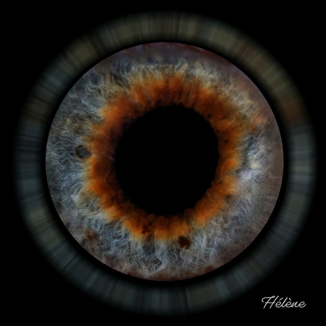Photos d'iris photographe la roche sur yon