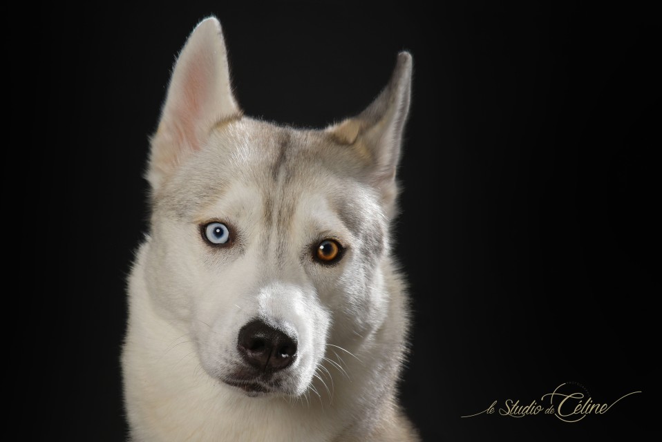 Shooting animal de compagnie photographe la roche sur yon