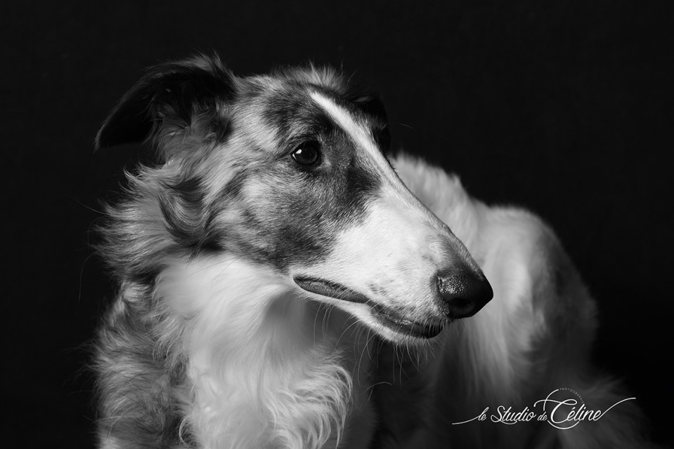 Shooting animal de compagnie photographe la roche sur yon